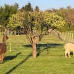 Versant nord de Millery / 3 avril 2020