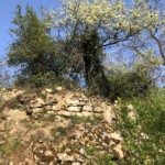 Versant sud de Millery / 28 mars 2020