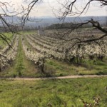 Versant sud de Millery / 28 mars 2020