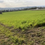 Versant sud de Millery / 28 mars 2020