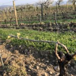 Versant sud de Millery / 28 mars 2020