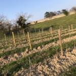 Versant sud de Millery / 28 mars 2020