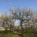 Versant sud de Millery / 28 mars 2020