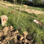 Versant nord de Millery / 3 avril 2020