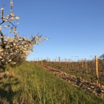 Versant est de Millery / 6 avril 2020