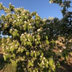 Versant est de Millery / 6 avril 2020