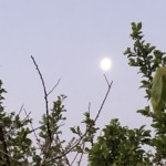 Versant est de Millery / 12 avril 2020