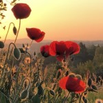 Versant est de Millery / 12 avril 2020