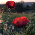 Versant est de Millery / 12 avril 2020