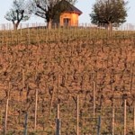 Versant est de Millery / 12 avril 2020