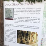 Versant est de Millery / 12 avril 2020