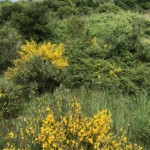 Versant nord de Millery - 5 mai 2020