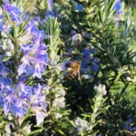 Versant sud de Millery / 28 mars 2020