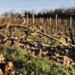 Versant est de Millery / 6 avril 2020