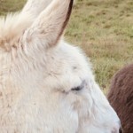 Versant est de Millery / 6 avril 2020