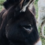 Versant est de Millery / 6 avril 2020