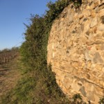 Versant est de Millery / 6 avril 2020