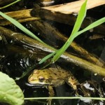 Versant nord de Millery - 5 mai 2020