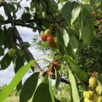 Versant nord de Millery - 5 mai 2020