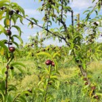 Versant nord de Millery - 5 mai 2020